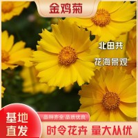 金雞菊
