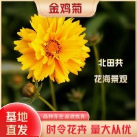 金雞菊廠家