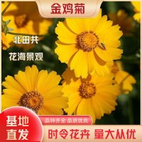 金雞菊批發(fā)