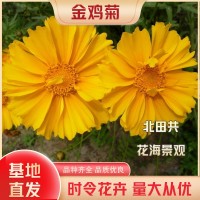 金雞菊幼苗