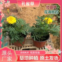 孔雀草價格