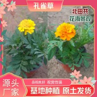 孔雀草廠家