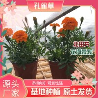 孔雀草批發(fā)價格