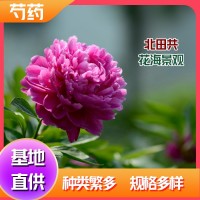 芍藥廠家