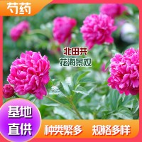 芍藥批發(fā)價格