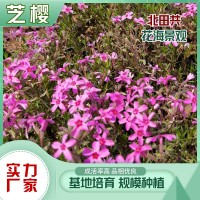 芝櫻廠家
