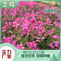 芝櫻批發(fā)