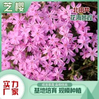芝櫻批發(fā)價格