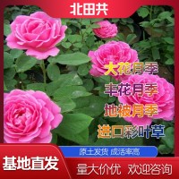 大花月季廠家
