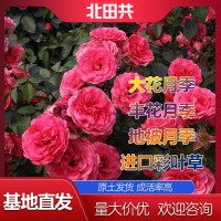 豐花月季苗