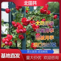 豐花月季幼苗