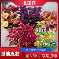 進(jìn)口彩葉草價(jià)格