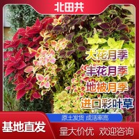 進(jìn)口彩葉草批發(fā)價格