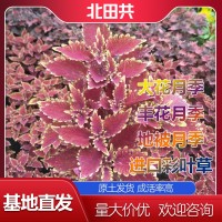 進(jìn)口彩葉草基地