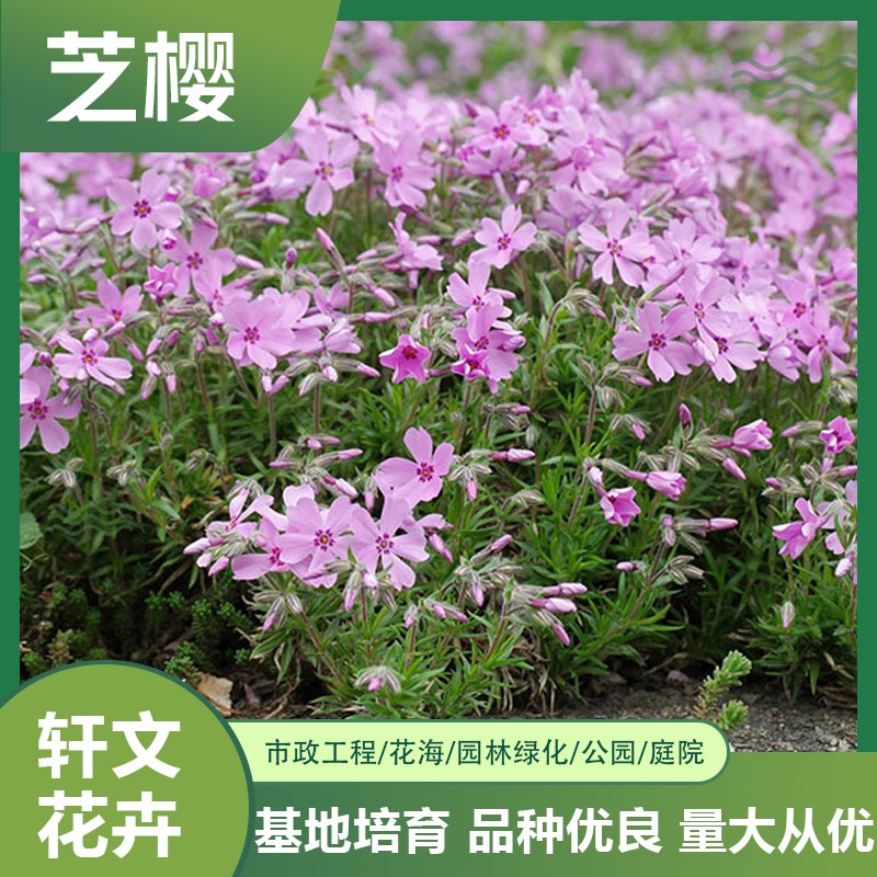 芝櫻