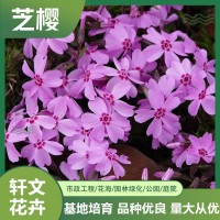 芝櫻批發(fā)價(jià)格