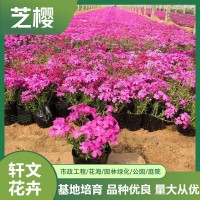 芝櫻價(jià)格基地
