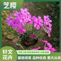 芝櫻批發(fā)