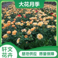 大花月季價格