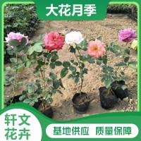 大花月季批發(fā)價(jià)格