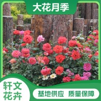 大花月季廠家