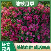 地被月季價(jià)格