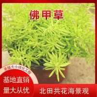 佛甲草批發(fā)價格