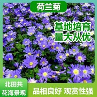 荷蘭菊