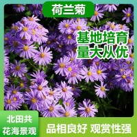 荷蘭菊幼苗