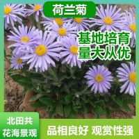 荷蘭菊苗