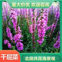 千屈菜