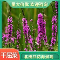 千屈菜批發(fā)