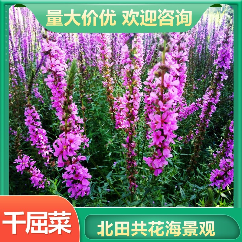千屈菜苗