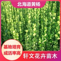 北海道黃楊廠家