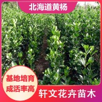 北海道黃楊批發(fā)價(jià)格