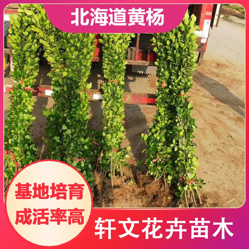 北海道黃楊苗