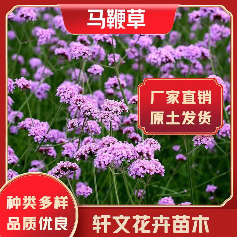 馬鞭草