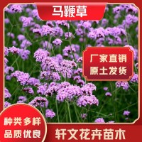 馬鞭草