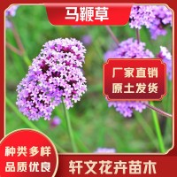 馬鞭草批發(fā)價(jià)格