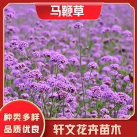 馬鞭草苗