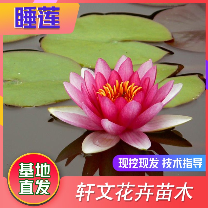 睡蓮