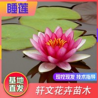 睡蓮