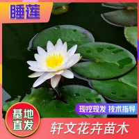 睡蓮價格