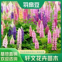 羽扇豆批發(fā)價(jià)格