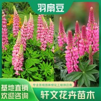 羽扇豆幼苗