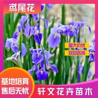 鳶尾花批發(fā)