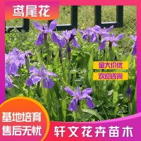 鳶尾花基地