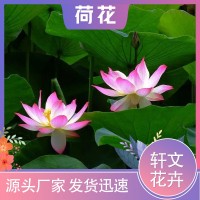 荷花批發(fā)價格