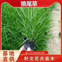 狼尾草批發(fā)